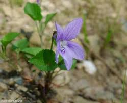 Attēlu rezultāti vaicājumam “Viola reichenbachiana”