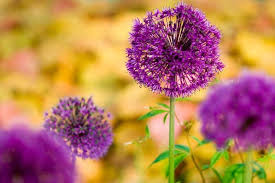 Attēlu rezultāti vaicājumam “Allium holandicum flower”