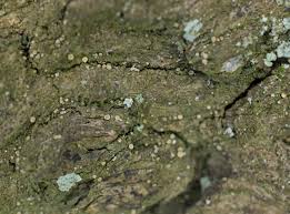 Attēlu rezultāti vaicājumam “Coenogonium pineti”