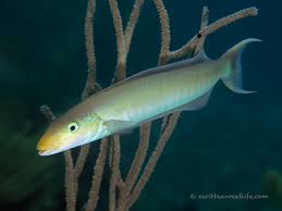 Image result for Malacanthus plumieri