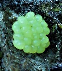 Attēlu rezultāti vaicājumam “Stemonitis fusca spores”