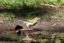 Image result for Vermivora peregrina