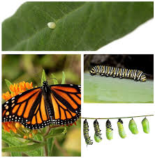Image result for monarch caterpillar
