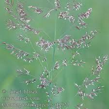 Attēlu rezultāti vaicājumam “Calamagrostis epigeios”