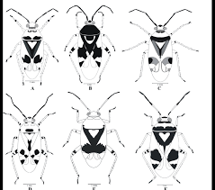 Attēlu rezultāti vaicājumam “Orthops campestris”
