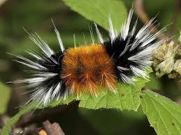 Attēlu rezultāti vaicājumam “Rhopalus maculatus imago”