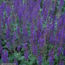 Image result for Salvia nemorosa