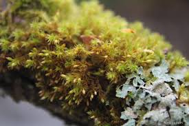 Attēlu rezultāti vaicājumam “Orthotrichum speciosum”