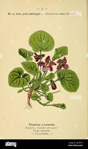 Attēlu rezultāti vaicājumam “Viola odorata leaf”