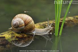 Attēlu rezultāti vaicājumam “Helix pomatia”