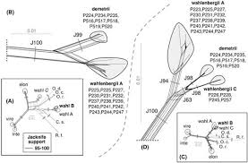 Attēlu rezultāti vaicājumam “Rhabdoweisia fugax”