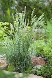 Attēlu rezultāti vaicājumam “Koeleria glauca”