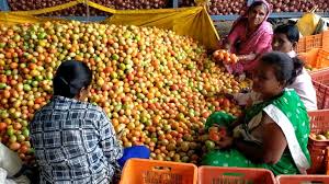 Afbeeldingsresultaat voor millionaire tomato