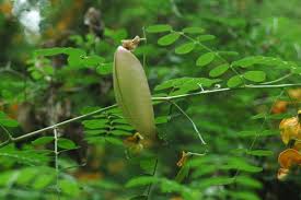 Image result for Colutea x media (arborescens x orientalis)