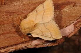 Attēlu rezultāti vaicājumam “Malacosoma neustria”