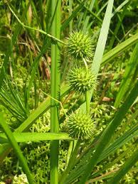 Attēlu rezultāti vaicājumam “Sparganium minimum fruit”