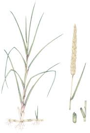 Attēlu rezultāti vaicājumam “Ammophila arenaria”