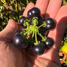 Attēlu rezultāti vaicājumam “Solanum nigrum”