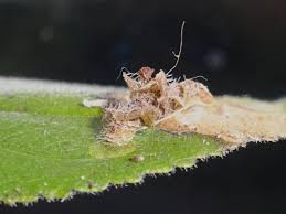 Attēlu rezultāti vaicājumam “Proutia betulina larva”