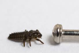 Attēlu rezultāti vaicājumam “Adalia bipunctata larva”