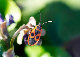 Attēlu rezultāti vaicājumam “Pyrochroidae”
