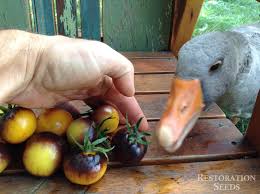 Afbeeldingsresultaat voor blushing yellow tomato