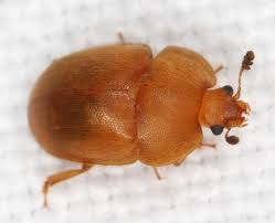 Attēlu rezultāti vaicājumam “Cychramus luteus”