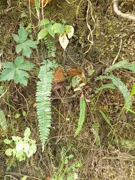 Attēlu rezultāti vaicājumam “Pteropsida”