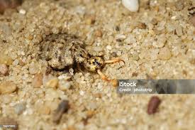 Attēlu rezultāti vaicājumam “Myrmeleontidae”