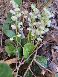 Attēlu rezultāti vaicājumam “Pyrola rotundifolia leaf”