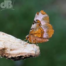 Attēlu rezultāti vaicājumam “Tholera decimalis female”