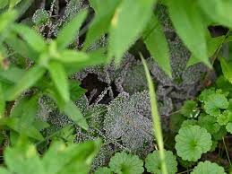 Attēlu rezultāti vaicājumam “Badhamia capsulifera sessile”