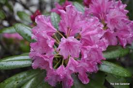 Image result for haaga tehron