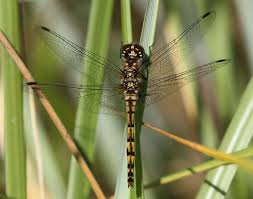 Attēlu rezultāti vaicājumam “Sympetrum danae”