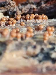 Attēlu rezultāti vaicājumam “Trichia crateriformis”