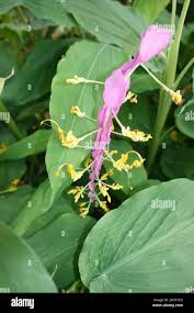 Attēlu rezultāti vaicājumam “Tragopogon heterospermus leaf”