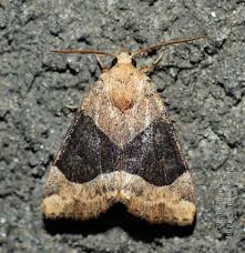 Attēlu rezultāti vaicājumam “Cosmia trapezina”