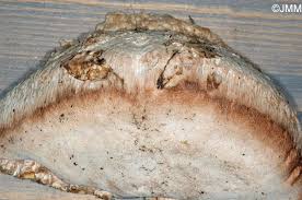 Attēlu rezultāti vaicājumam “Aurantiporus fissilis”