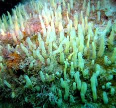 Attēlu rezultāti vaicājumam “Tubifera applanata sessile”