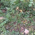 Attēlu rezultāti vaicājumam “Carex pilosa leaf”