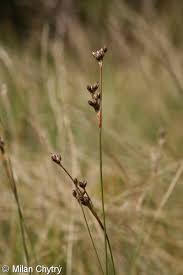 Attēlu rezultāti vaicājumam “Juncus squarrosus”