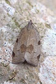 Attēlu rezultāti vaicājumam “Lozotaenia forsterana”