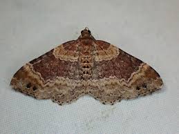 Attēlu rezultāti vaicājumam “Xanthorhoe ferrugata”