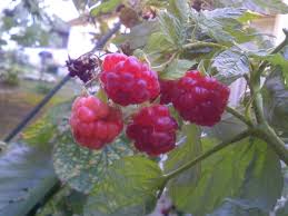 Image result for "疲労や集中力・思考力の低下等の症状"