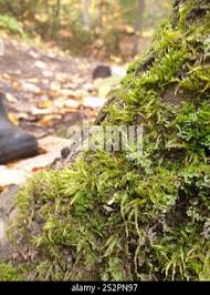 Attēlu rezultāti vaicājumam “Callicladium haldanianum”