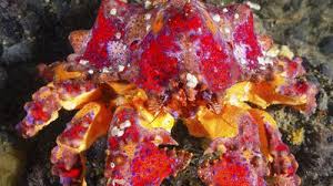 Image result for Callinectes sapidus