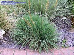 Attēlu rezultāti vaicājumam “Koeleria glauca”