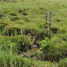 Attēlu rezultāti vaicājumam “Swertia perennis”