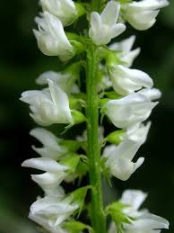 Attēlu rezultāti vaicājumam “Melilotus”