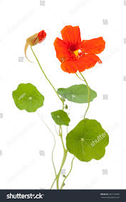 Attēlu rezultāti vaicājumam “Tropaeolum majus bud”